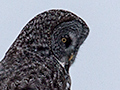 Great Gray Owl