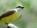Great Kiskadee