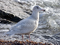 Glaucous Gull