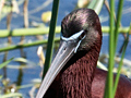 Glossy Ibis