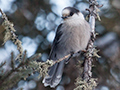 Gray Jay