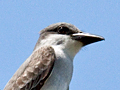 Gray Kingbird