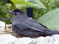 Gray Catbird