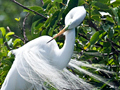 Great Egret
