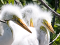 Great Egret