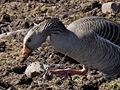 Graylag Goose