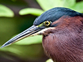 Green Heron