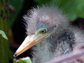 Immature Green Heron