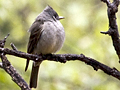 Greater Pewee