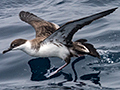 Great Shearwater