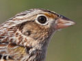 Grasshopper Sparrow