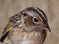 Grasshopper Sparrow
