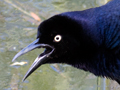 Great-tailed Grackle