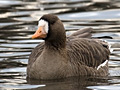 Greater White-fronted Goose