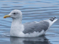 Glaucous-winged Gull