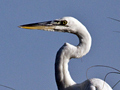 Great "White" Heron - Great Blue Heron