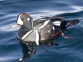 Harlequin Duck