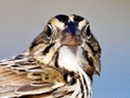 Henslow's Sparrow