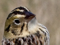 Henslow's Sparrow