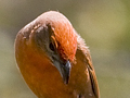 Hepatic Tanager
