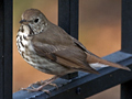 Hermit Thrush