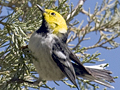Hermit Warbler