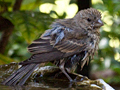 House Finch