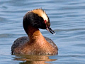 Horned Grebe