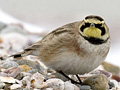 Horned Lark