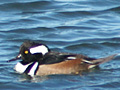 Hooded Merganser