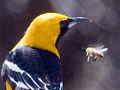 Hooded Oriole