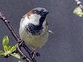 House Sparrow