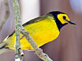 Hooded Warbler