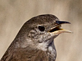 House Wren