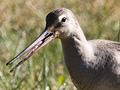 Hudsonian Godwit