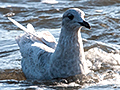 Iceland Gull