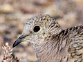 Inca Dove
