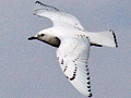 Ivory Gull