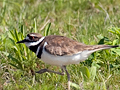 Killdeer