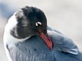 Laughing Gull