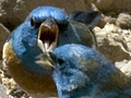 Lazuli Bunting