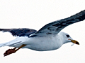 Lesser Black-backed Gull