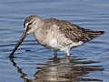Long-billed Dowitcher