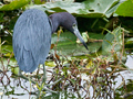 Little Blue Heron