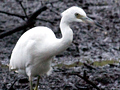 Immature Little Blue Heron