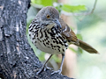 Long-billed Thrasher