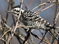 Ladder-backed Woodpecker
