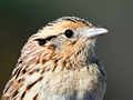 Le Conte's Sparrow