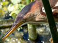 Least Bittern
