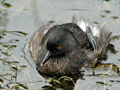Least Grebe